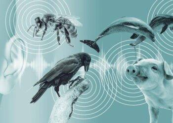 Con người có thể giao tiếp với động vật?