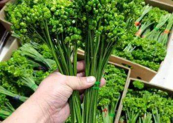 Kỳ lạ loại hoa giá bán đến 8 triệu/kg, dân Việt vẫn xuống tiền mua ngâm rượu