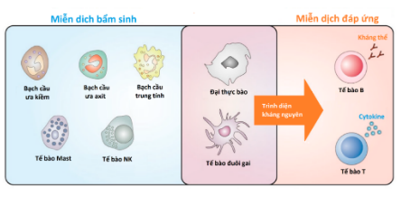 Nếu có vết sẹo huyền thoại này trên cánh tay, bạn đang được bảo vệ khỏi rất nhiều bệnh trong cuộc đời mình đấy