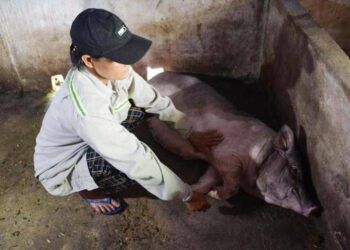 Quảng Ngãi: Lợn chết hàng loạt sau khi tiêm vắc-xin