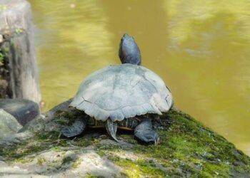 Rùa thực sự có thể thở bằng mông không?