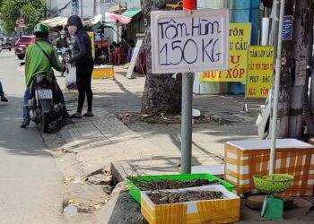 Thận trọng khi mua tôm hùm siêu rẻ