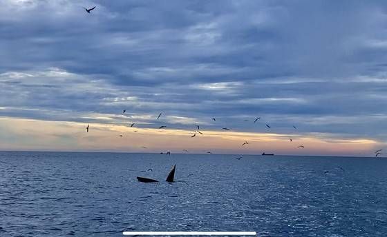 Thêm đàn cá voi khoảng 7 con xuất hiện ở ven biển Đề Gi, Bình Định