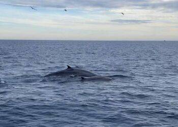 Thêm đàn cá voi khoảng 7 con xuất hiện ở ven biển Đề Gi, Bình Định