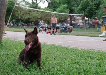 Tốn cả chục tỷ đồng vì chó cắn