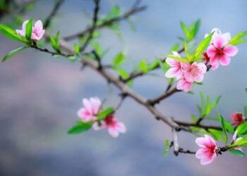 Bộ Tài chính đề xuất Tết Nguyên đán Quý Mão 2023 nghỉ 9 ngày