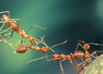 Đếm số lượng kiến hiện có trên Trái Đất, các nhà khoa học phát hiện con số cuối cùng thật khó tin