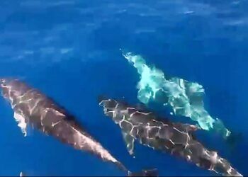 Hàng trăm cá heo xuất hiện ở biển Khánh Hòa