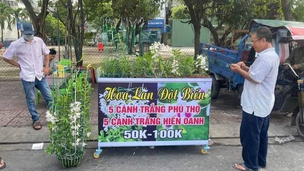 Lan đột biến rớt khốc liệt từ tiền tỉ xuống vài chục ngàn vẫn không ai mua Lan đột biến rớt khốc liệt từ tiền tỉ xuống vài chục ngàn vẫn không ai mua