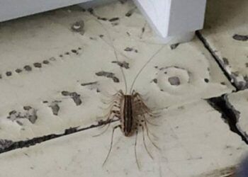 Những bức ảnh "phát ra tiếng thét", nhìn thôi đã thấy bất lực