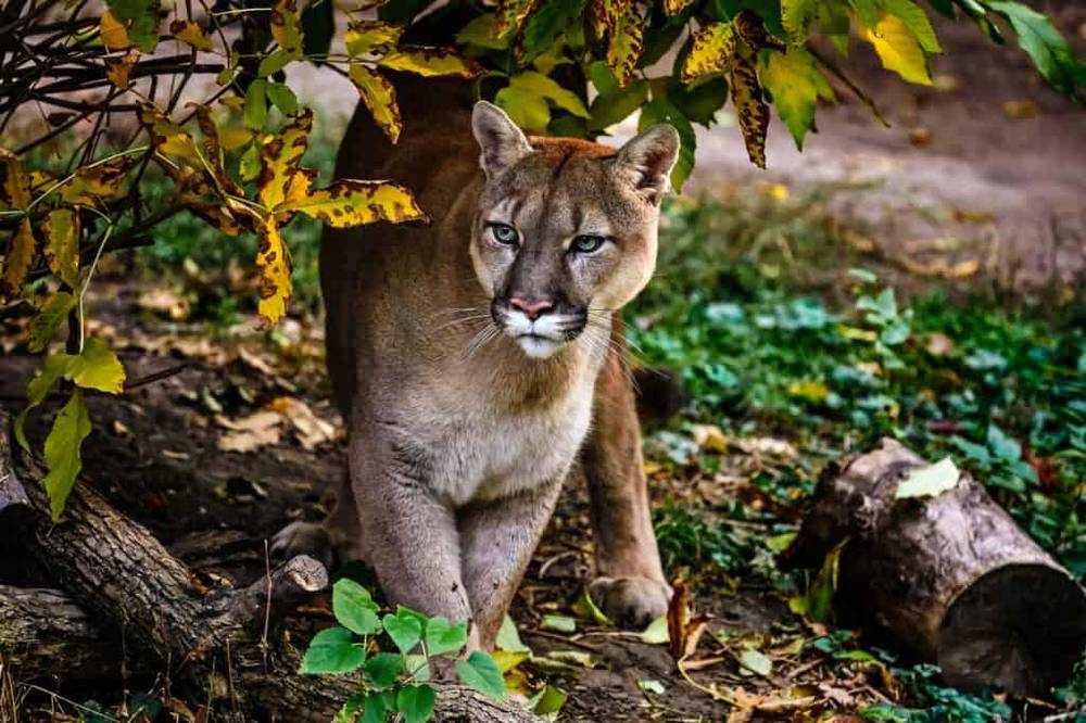 Những sự thật đáng kinh ngạc về loài báo Puma