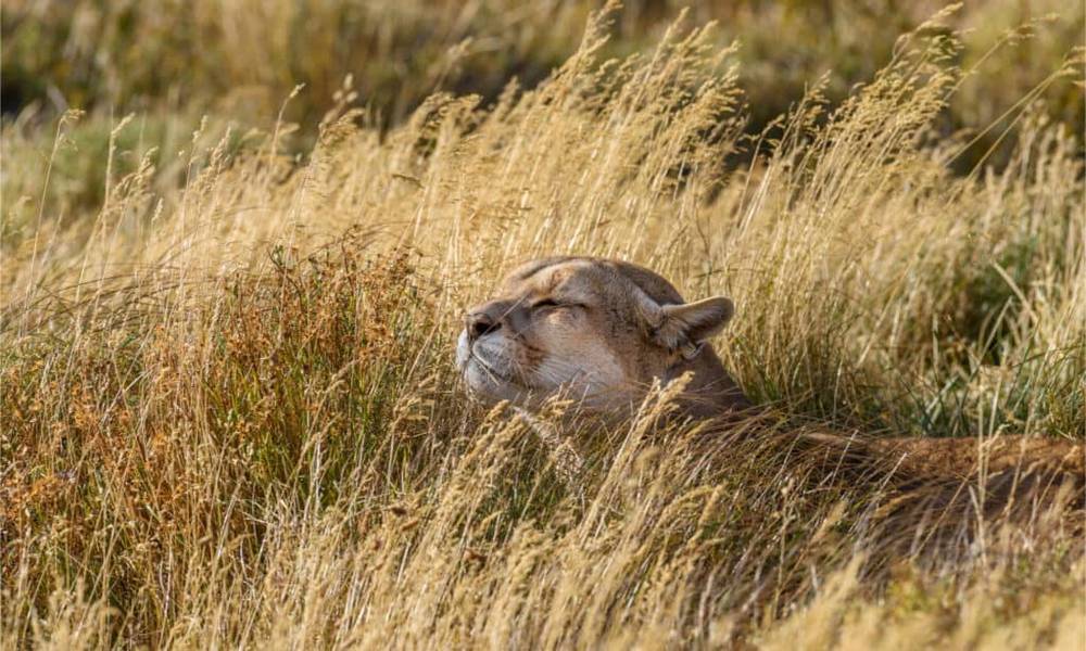 Những sự thật đáng kinh ngạc về loài báo Puma