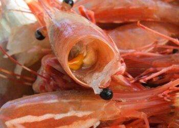 Sai lầm nhiều người mắc phải khi chế biến và ăn tôm