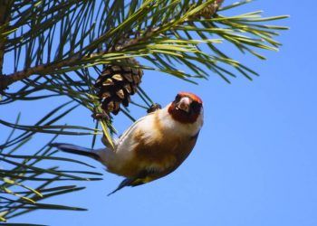 Thế giới sẽ ra sao nếu loài chim tuyệt chủng