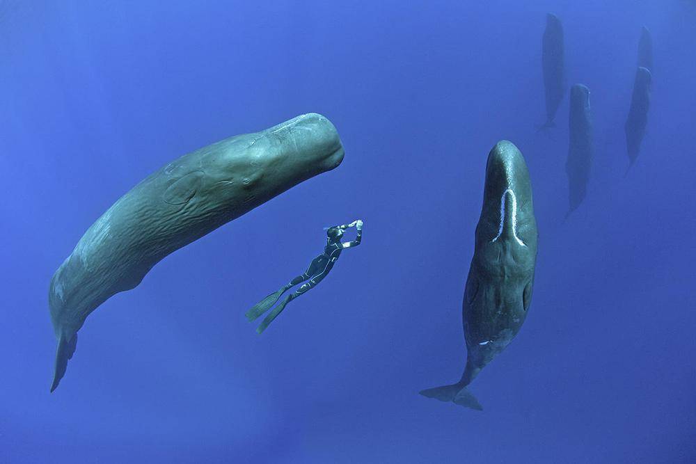 Vì sao loài động vật có 'mũi thở' như cá voi lại ngủ được dưới nước?
