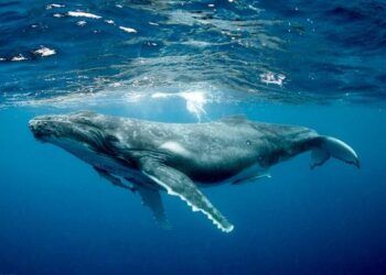 vi sao loai dong vat co mui tho nhu ca voi lai ngu duoc duoi nuoc Tại sao cá voi có 'mũi thở' vẫn ngủ được dưới nước? Vì sao loài động vật có 'mũi thở' như cá voi lại ngủ được dưới nước?