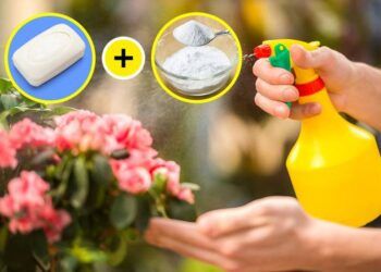 5 cách sử dụng baking soda giúp khu vườn của bạn luôn tươi tốt