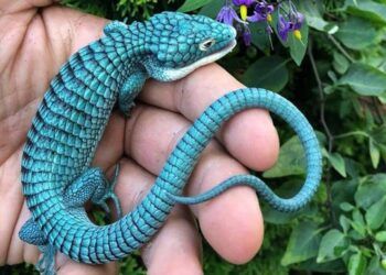 7 loài động, thực vật kỳ lạ mà có lẽ bạn chưa từng nghe tên