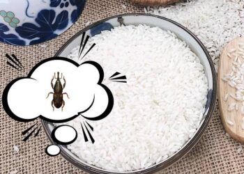 Cách diệt mọt gạo nhanh và hiệu quả