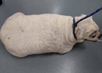 Để chó cưng béo phì, chủ nhân phải hầu tòa và bị phạt hơn 27 triệu