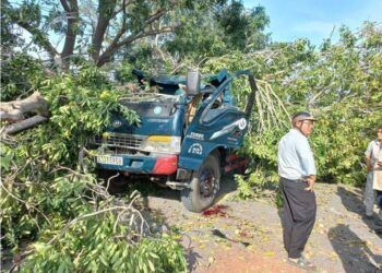 Hi hữu: Đang yên đang lành, cây xà cừ bất ngờ bật gốc đè tử vong tài xế xe tải chạy trên đường