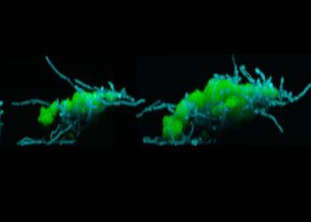 kham pha moi sau rang co the moc chan de nhay tu rang nay qua rang khac Các nhà khoa học cho biết sâu răng có thể nhảy từ răng này qua răng khác để trú ngụ Khám phá mới: Sâu răng có thể 'mọc chân' để nhảy từ răng này qua răng khác