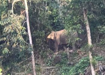 Kiểm lâm và người dân xua đuổi 2 con voi rừng