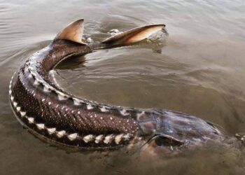 Loài "cá hoàng gia" đặc sản được ưa chuộng trên toàn thế giới: Sa Pa, Đà Lạt có rất nhiều