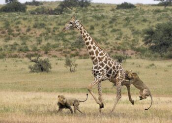 Loài động vật có thể giết chết được sư tử bên ngoài thiên nhiên hoang dã