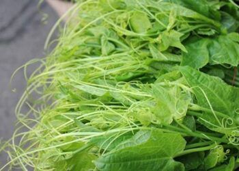 Loại rau 'đặc sản' giàu chất xơ, giúp giải độc, lại cực ít phun thuốc nhưng 2 kiểu người cấm ăn