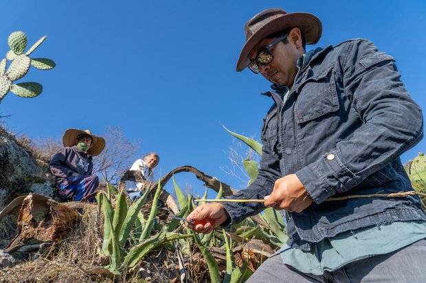 Món ăn độc đáo bậc nhất ở Mexico, không nơi nào có được, người dũng cảm mới dám thử