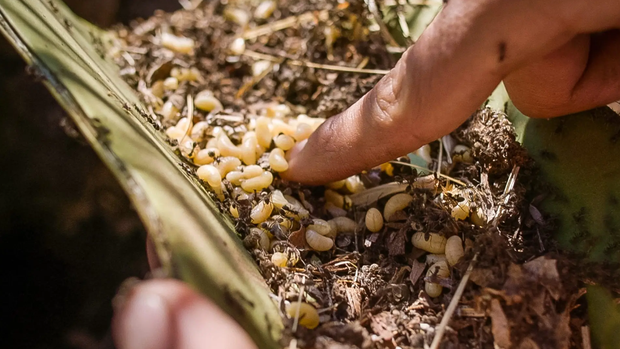 Món ăn độc đáo bậc nhất ở Mexico, không nơi nào có được, người dũng cảm mới dám thử