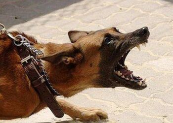 Những sai lầm khiến nhiều người mất mạng vì bệnh dại