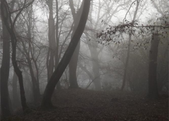 Rùng rợn những 'khu rừng ma ám' nổi tiếng nhất thế giới