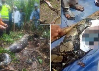 Trăn dài 7m nuốt chửng người phụ nữ Indonesia