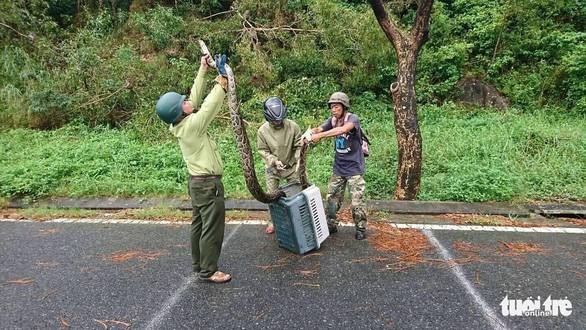 Trăn gấm 4 mét quấn chết khỉ bên vệ đường dưới núi Sơn Trà