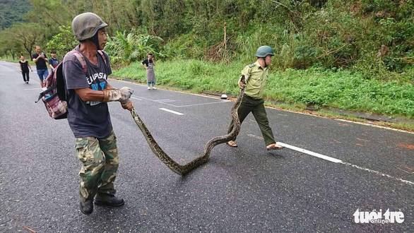 Trăn gấm 4 mét quấn chết khỉ bên vệ đường dưới núi Sơn Trà