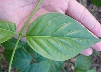 Uống nước có lẫn lá cây độc, bảy người đàn ông nhập viện nguy kịch