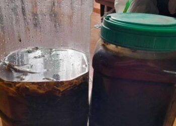 Uống rượu thuốc tự ngâm, người tử vong, người nguy kịch