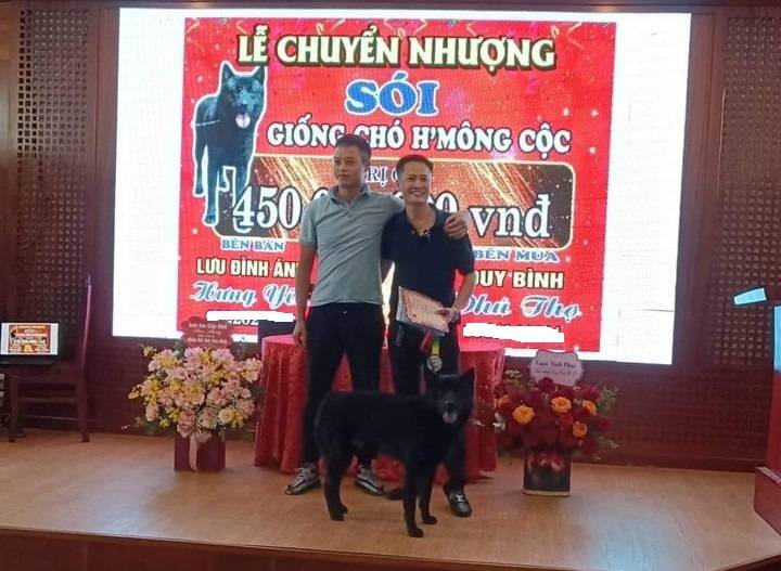 Xôn xao một chú chó vừa được 'chuyển nhượng' với giá gần nửa tỷ đồng tại Phú Thọ Xôn xao một chú chó vừa được 'chuyển nhượng' với giá gần nửa tỷ đồng tại Phú Thọ
