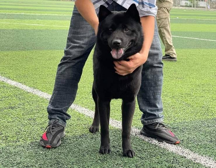 Xôn xao một chú chó vừa được 'chuyển nhượng' với giá gần nửa tỷ đồng tại Phú Thọ Xôn xao một chú chó vừa được 'chuyển nhượng' với giá gần nửa tỷ đồng tại Phú Thọ