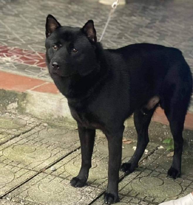 Xôn xao một chú chó vừa được 'chuyển nhượng' với giá gần nửa tỷ đồng tại Phú Thọ Xôn xao một chú chó vừa được 'chuyển nhượng' với giá gần nửa tỷ đồng tại Phú Thọ