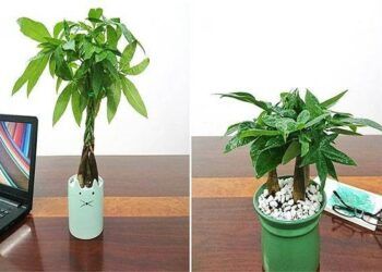 3 loại cây phong thủy hút may mắn thích hợp đặt trên bàn làm việc