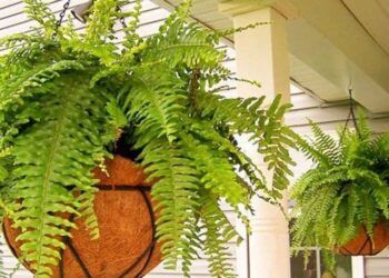 6 loại cây thích hợp trồng ở ban công