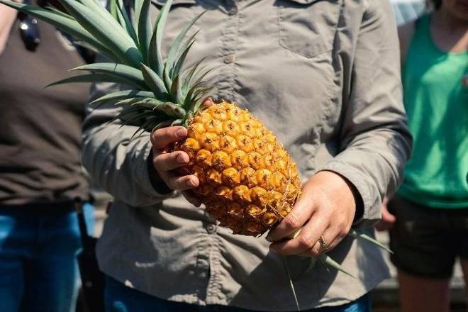 8 loại trái cây đắt nhất thế giới, có quả giá bằng chiếc xe hơi hạng sang