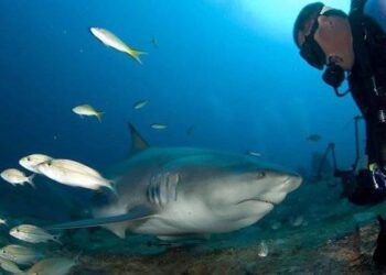 boi cung ca map cuba tap trung vao du lich dai duong Cuba: Tập trung vào du lịch bơi cùng cá mập dưới đại dương Bơi cùng cá mập: Cuba tập trung vào du lịch đại dương