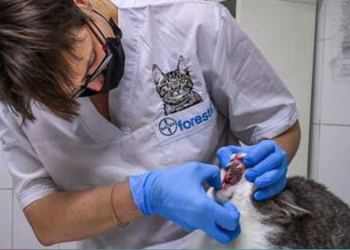 Cảnh giác bệnh nấm mèo ở người