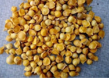 Công dụng tuyệt vời của tỏi cô đơn: Mỗi ngày ăn một ít, cơ thể nhận về 6 lợi ích