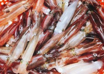 Đặc sản nhảy tanh tách trong miệng chỉ có ở Hà Tĩnh