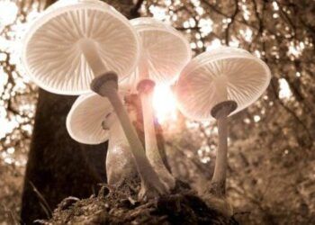 Định luật cây nấm tuy đơn giản nhưng chỉ những người thành danh mới hiểu được